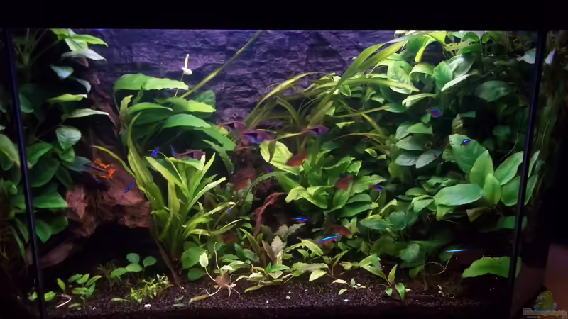 Aquarium Becken 20335 von Niko P. (6)