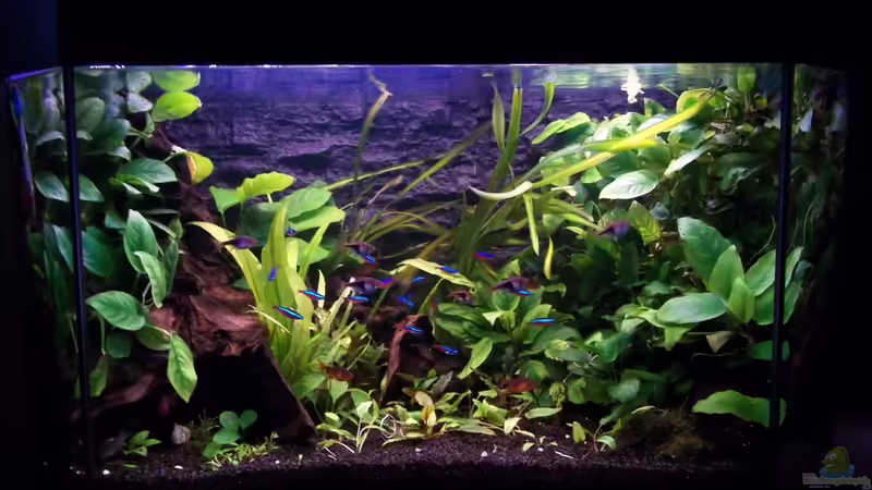 Aquarium Becken 20335 von Niko P. (7)