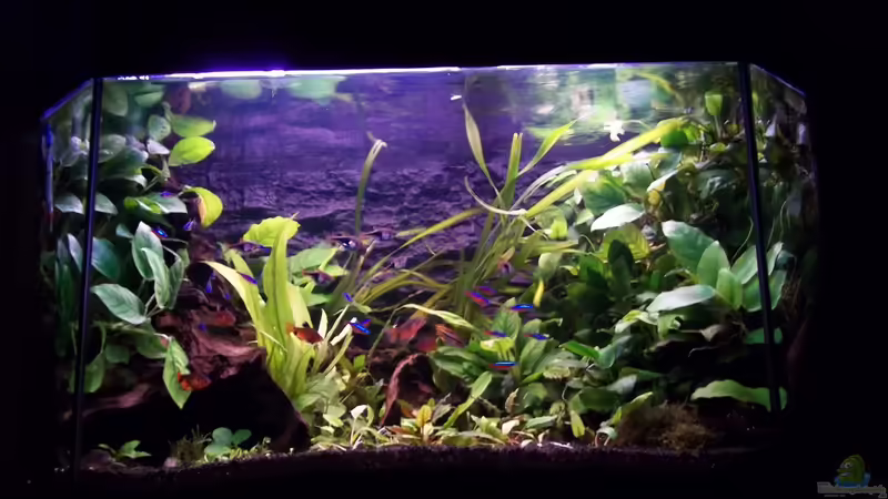 Aquarium Becken 20335 von Niko P. (8)