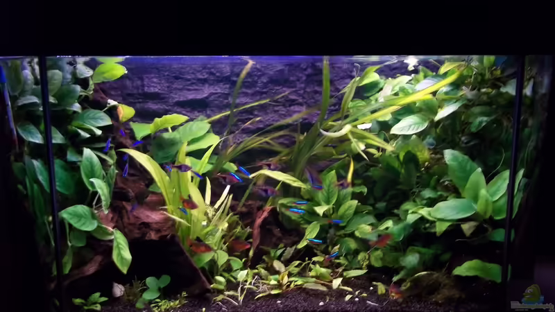 Aquarium Becken 20335 von Niko P. (9)