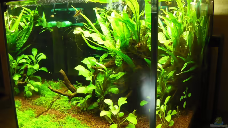 Aquarium Becken 20499 von Gerd Zimmermann (2)