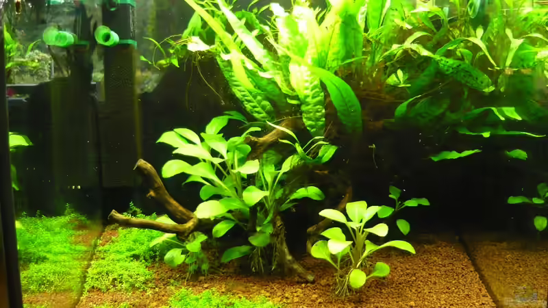 Aquarium Becken 20499 von Gerd Zimmermann (4)