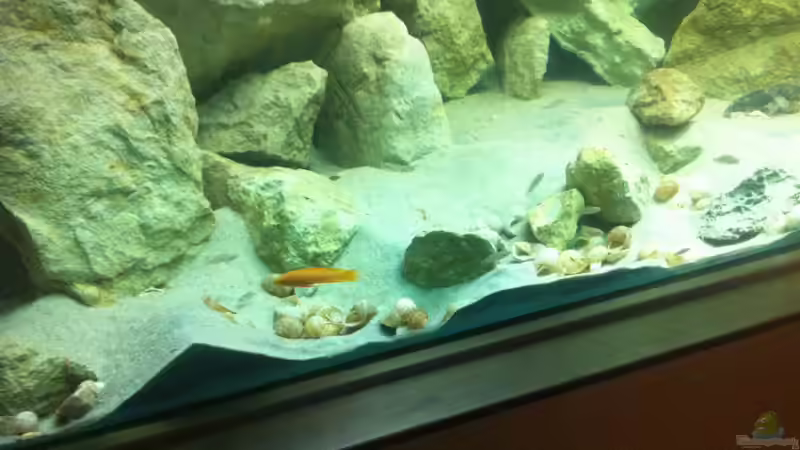 Aquarium Becken 205 von Dirk Beßler (3)