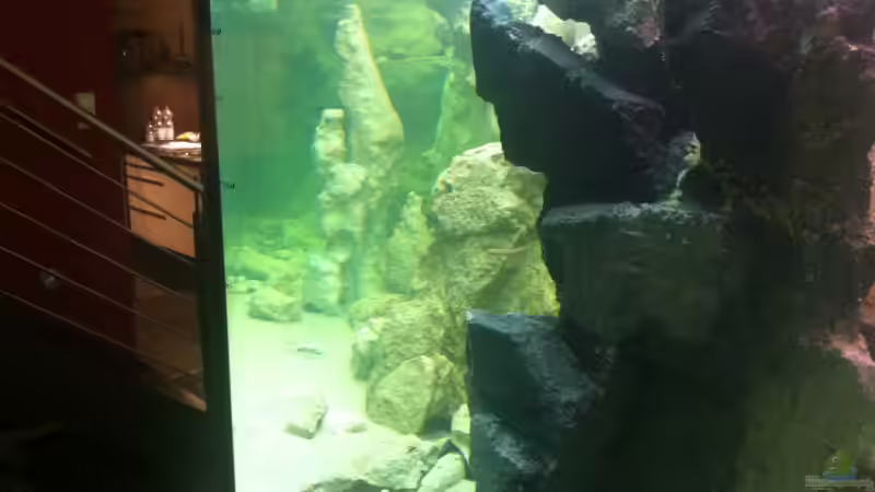 Aquarium Becken 205 von Dirk Beßler (6)