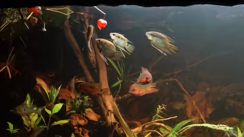 Aquarium Becken 20558 von Alex Wulf (4)