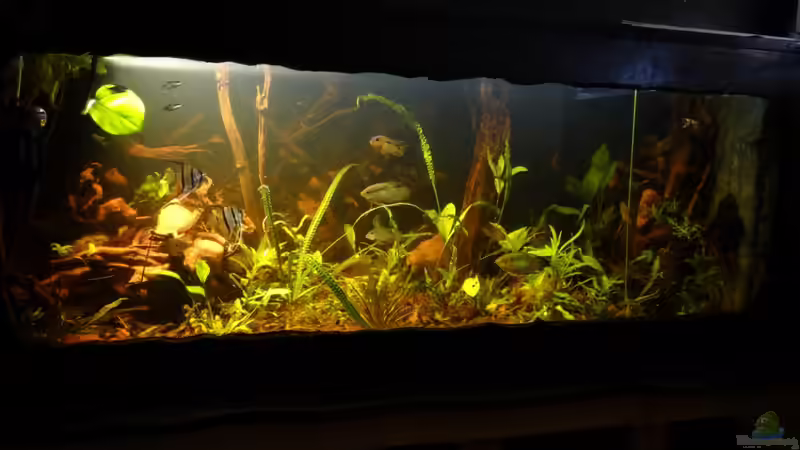 Aquarium Becken 20558 von Alex Wulf (6)