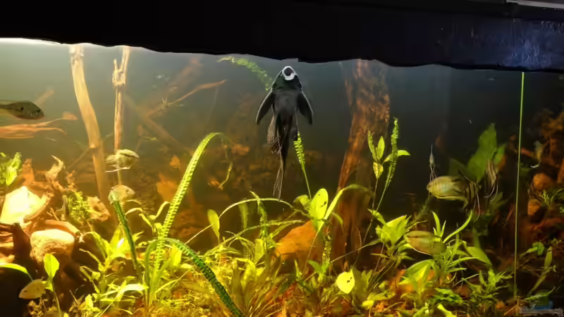 Aquarium Becken 20558 von Alex Wulf (7)