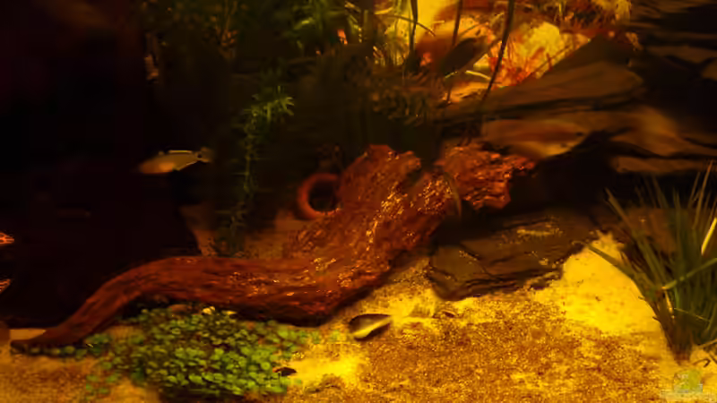 Aquarium Becken 2068 von Steffen Gahm (2)