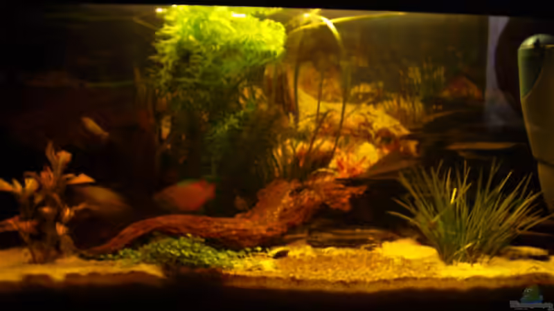 Aquarium Becken 2068 von Steffen Gahm (3)