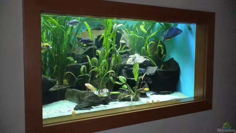 Aquarium Becken 2075 von Edmund Thaler (8)