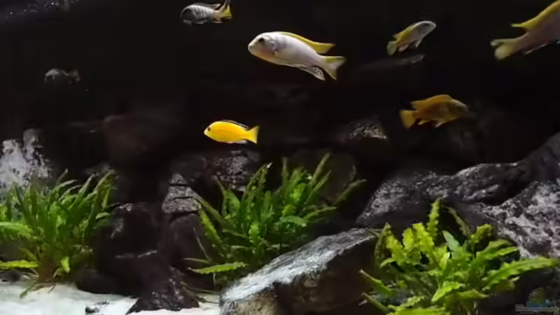 Aquarium Becken 20933 von joseppe (3)