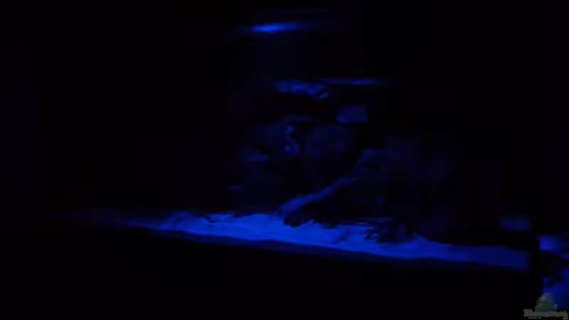 Aquarium Becken 20933 von joseppe (6)