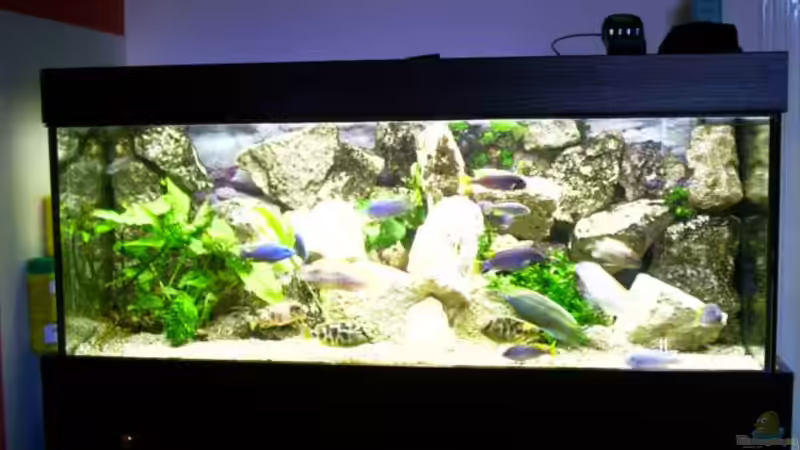 Aquarium Becken 21 von Stephan Rühl (2)