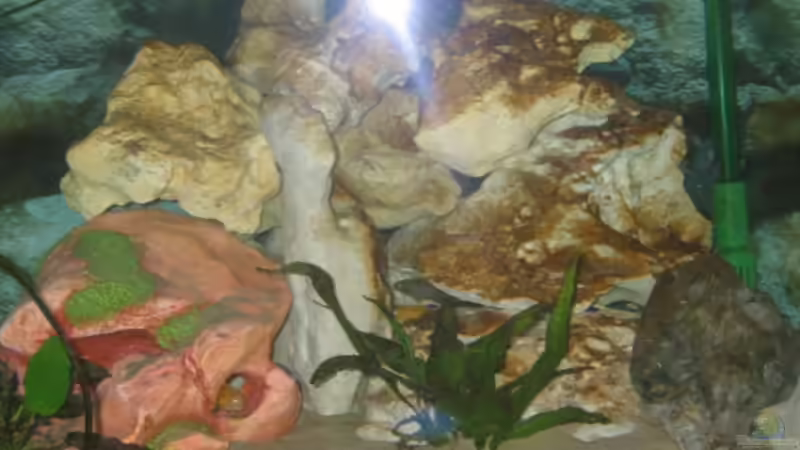 Aquarium Becken 2106 von Sabine Kainz (3)