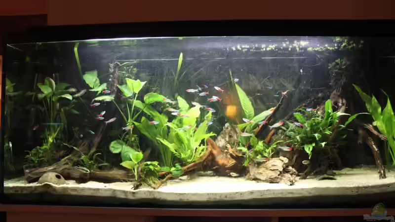 Aquarium Becken 21077 von Tobias Franck (2)