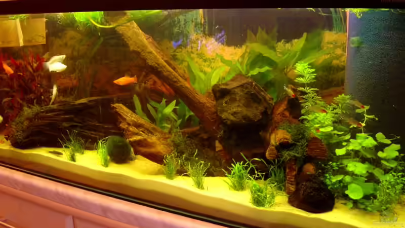 Aquarium Becken 2108 von Andreas Mehner (2)