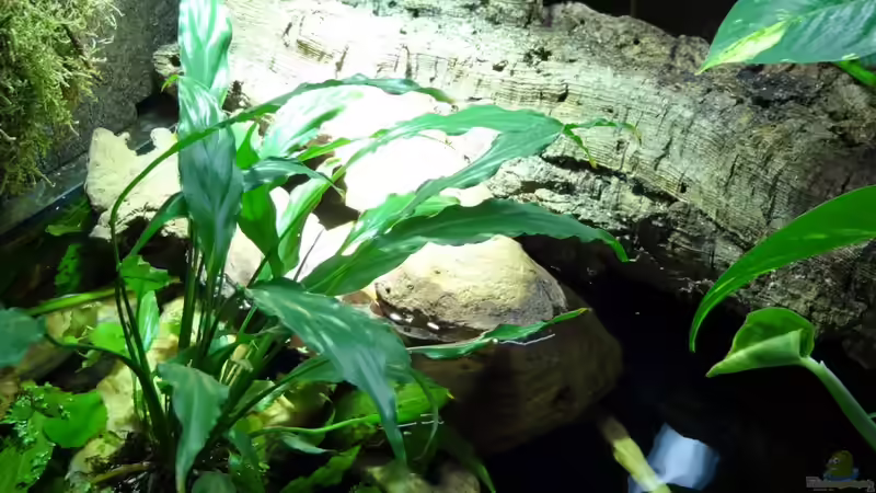 Aquarium Becken 21129 von Felix Rohn (3)