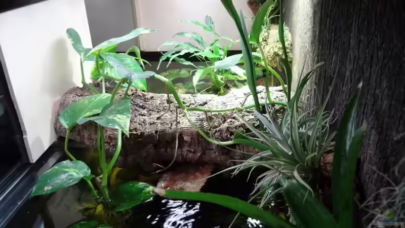 Aquarium Becken 21129 von Felix Rohn (4)