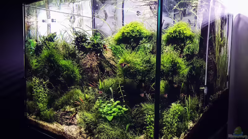 Aquarium Becken 2132 von Steve Röhning (4)