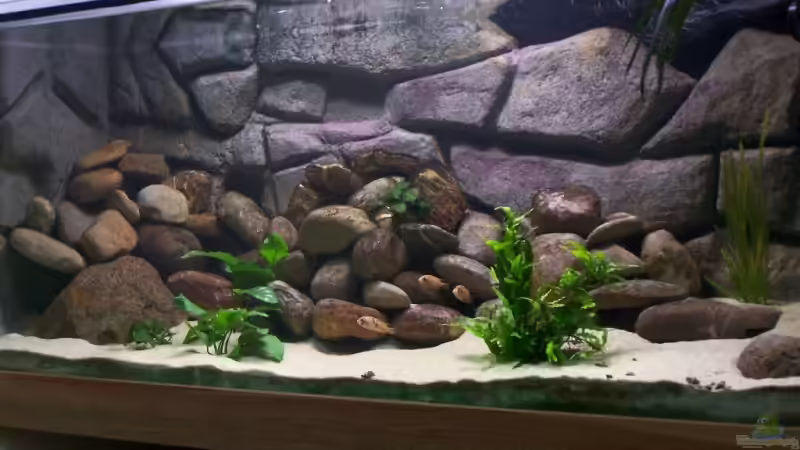 Aquarium Becken 2132 von Steve Röhning (5) (8)