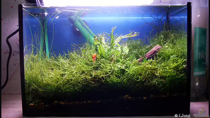 Aquarium Becken 2134 von Ingrid Jung (7)