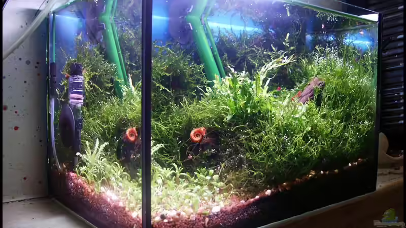 Aquarium Becken 2134 von Ingrid Jung (8)