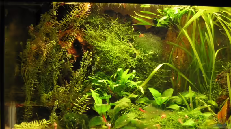 Aquarium Becken 2136 von Gerrit Buck (4)