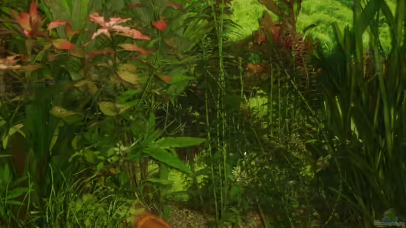 Aquarium Becken 21386 von qmman (6)