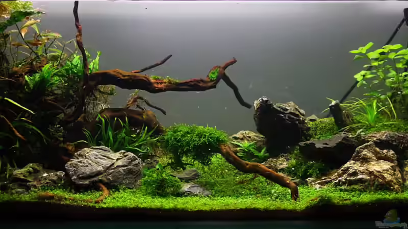 Aquarium Becken 21581 von Jaime (2)