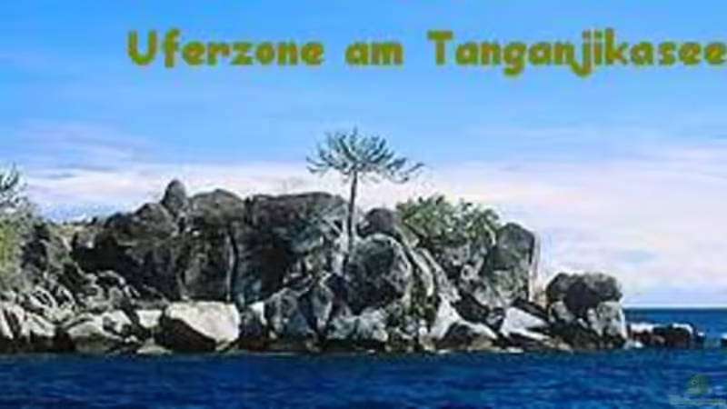 Aquarium Becken 216 von Norbert Ruhnau (2)