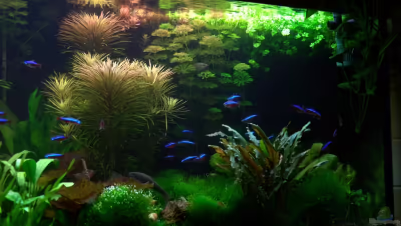 Aquarium Becken 2168 von Johann Fellner (9)