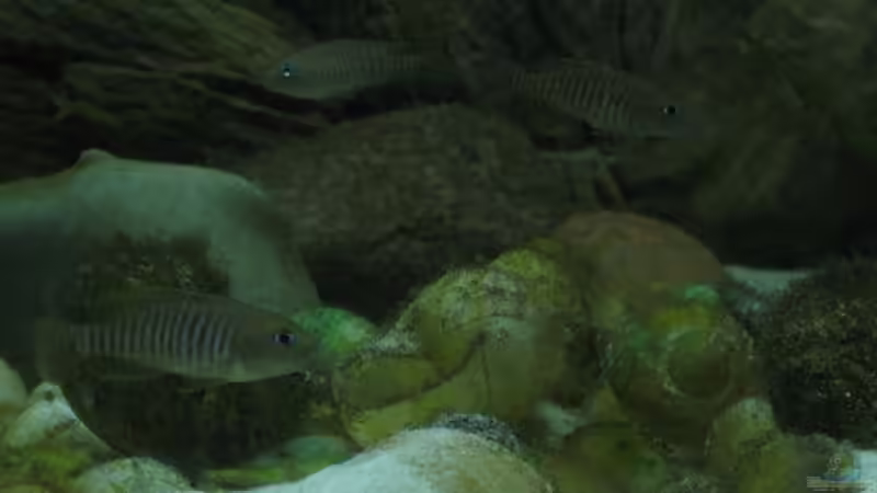 Aquarium Becken 2181 von Carsten Ziß (2)