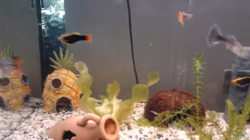 Aquarium Becken 21836 von Tosch (2)