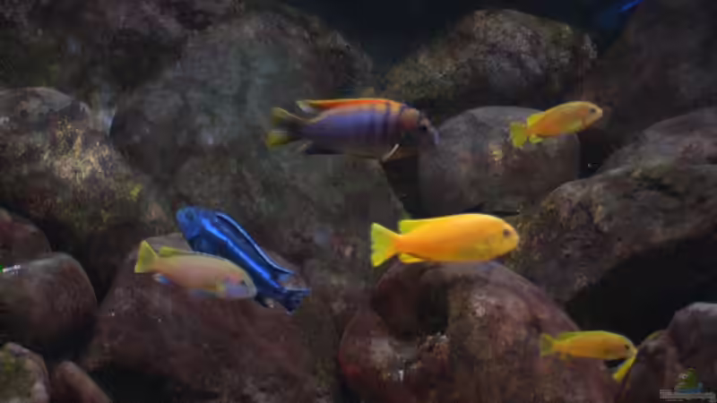 Aquarium Becken 2188 von Tilo Schmiedl (5)