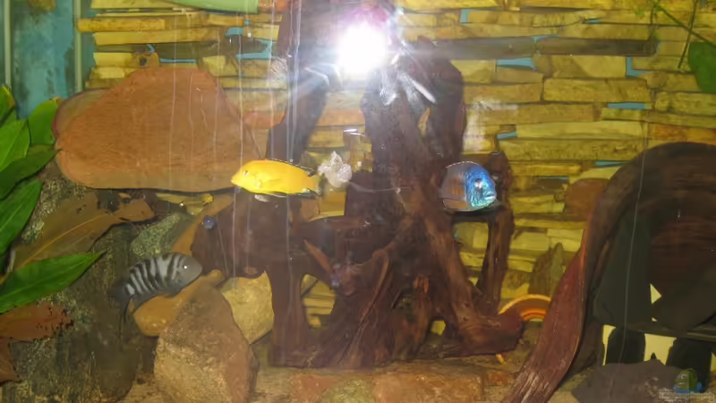 Aquarium Becken 21937 von Markus Hoffman (5)