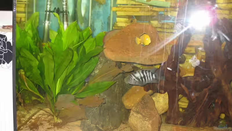 Aquarium Becken 21937 von Markus Hoffman (7)