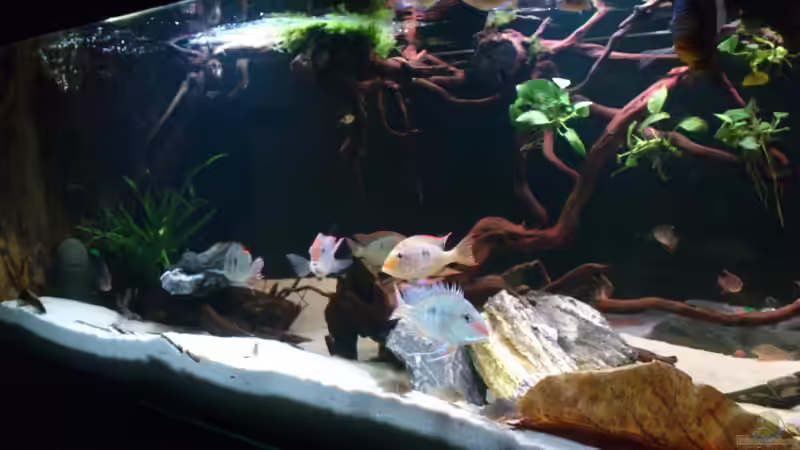 Aquarium Becken 21944 von Markus Pirklbauer (2)