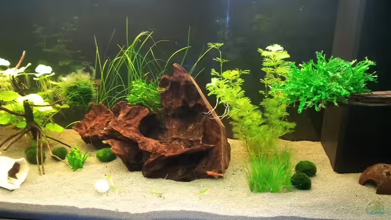 Aquarium Becken 21962 von Putzi (4)