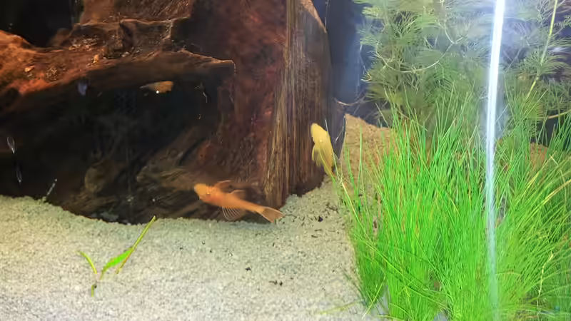 Aquarium Becken 21962 von Putzi (6)