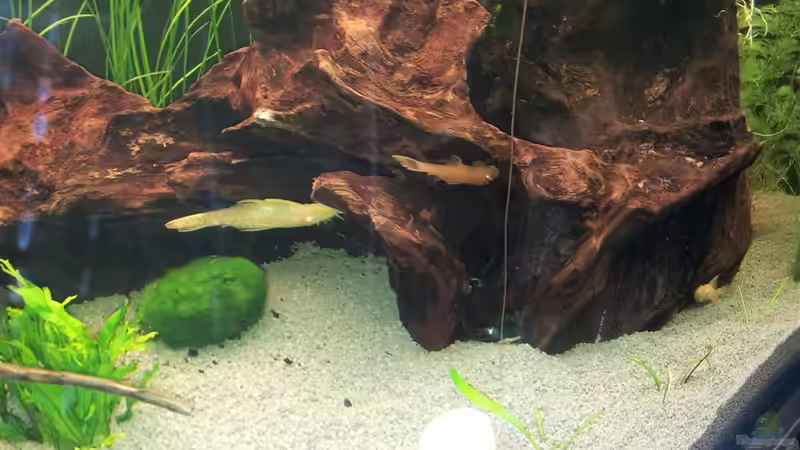 Aquarium Becken 21962 von Putzi (7)