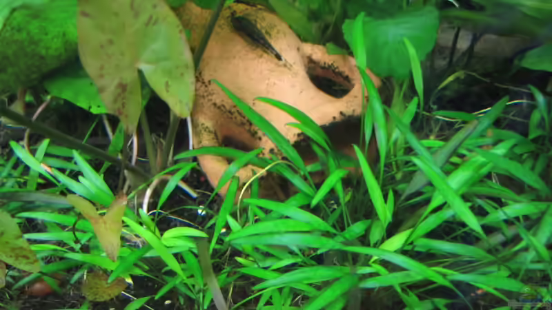 Aquarium Becken 21964 von Mieze2010 (3)