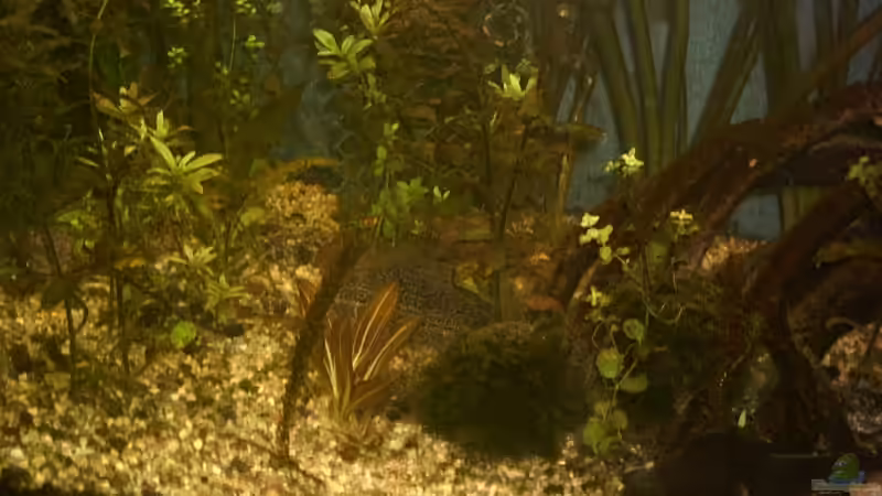 Aquarium Becken 2208 von Ronald Boshold (2)