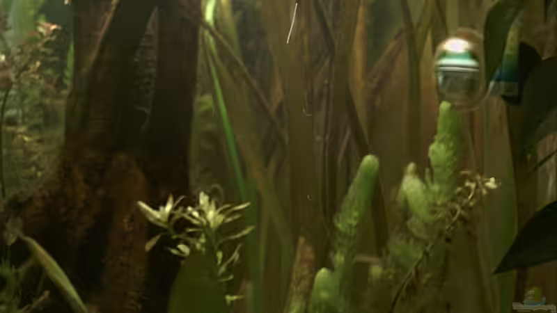 Aquarium Becken 2208 von Ronald Boshold (3)