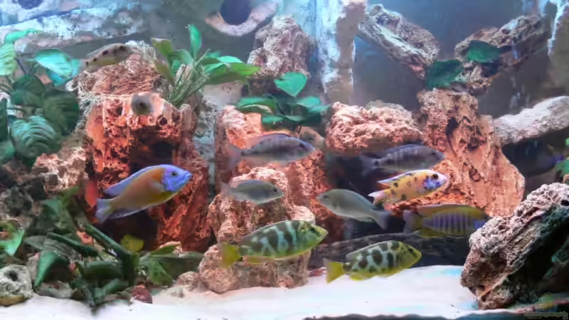 Aquarium Becken 2211 von Christian Klar (12)