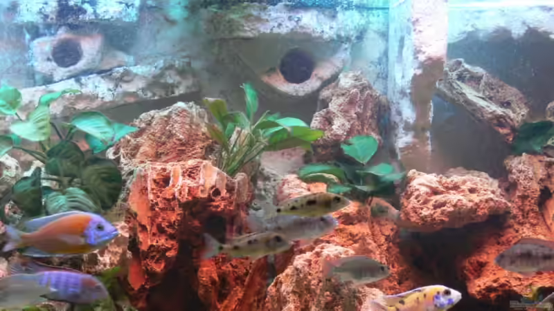 Aquarium Becken 2211 von Christian Klar (13)