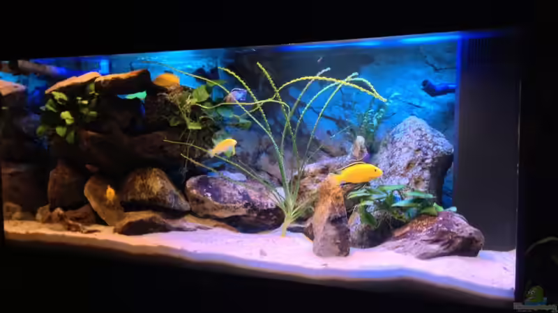 Aquarium Becken 22123 von chanty (3)