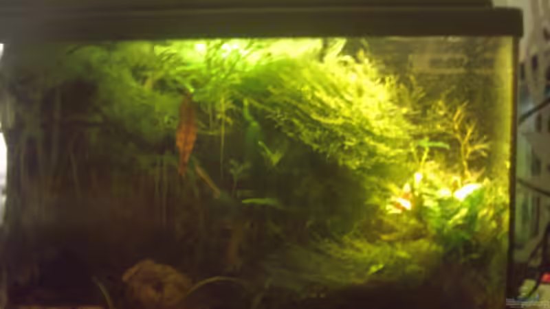 Aquarium Becken 2215 von Yousif Zakareya (3)