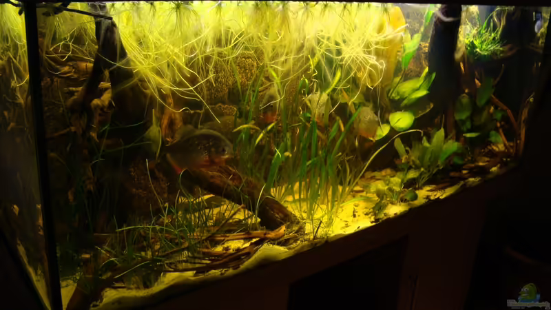 Aquarium Becken 22157 von Pülschi 87 (11)