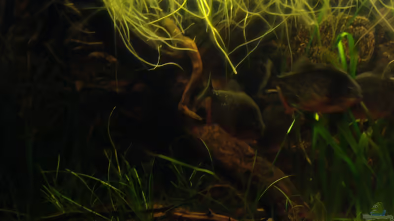 Aquarium Becken 22157 von Pülschi 87 (12)