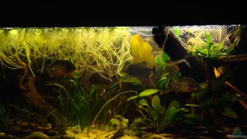 Aquarium Becken 22157 von Pülschi 87 (15)